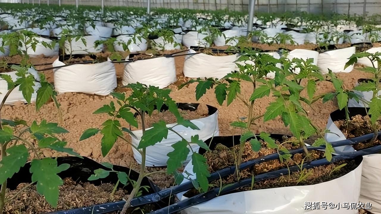 育苗袋种植西红柿，从入门到精通的全程视频教程