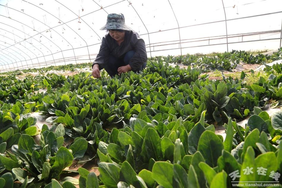 育苗袋种植半夏，创新中药材栽培技术