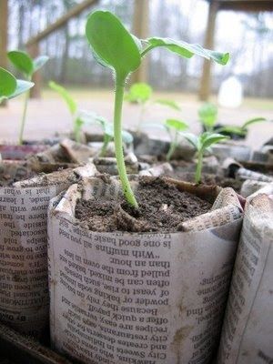 纸制育苗营养袋，绿色生态种植的新选择