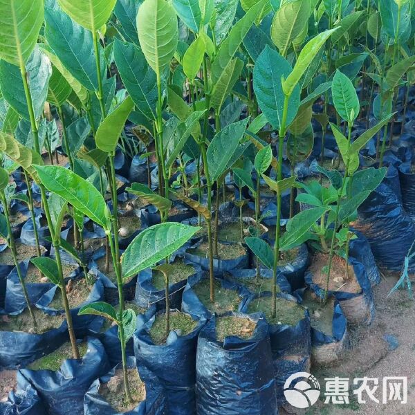 波罗蜜育苗袋，现代农业种植技术的创新引领者