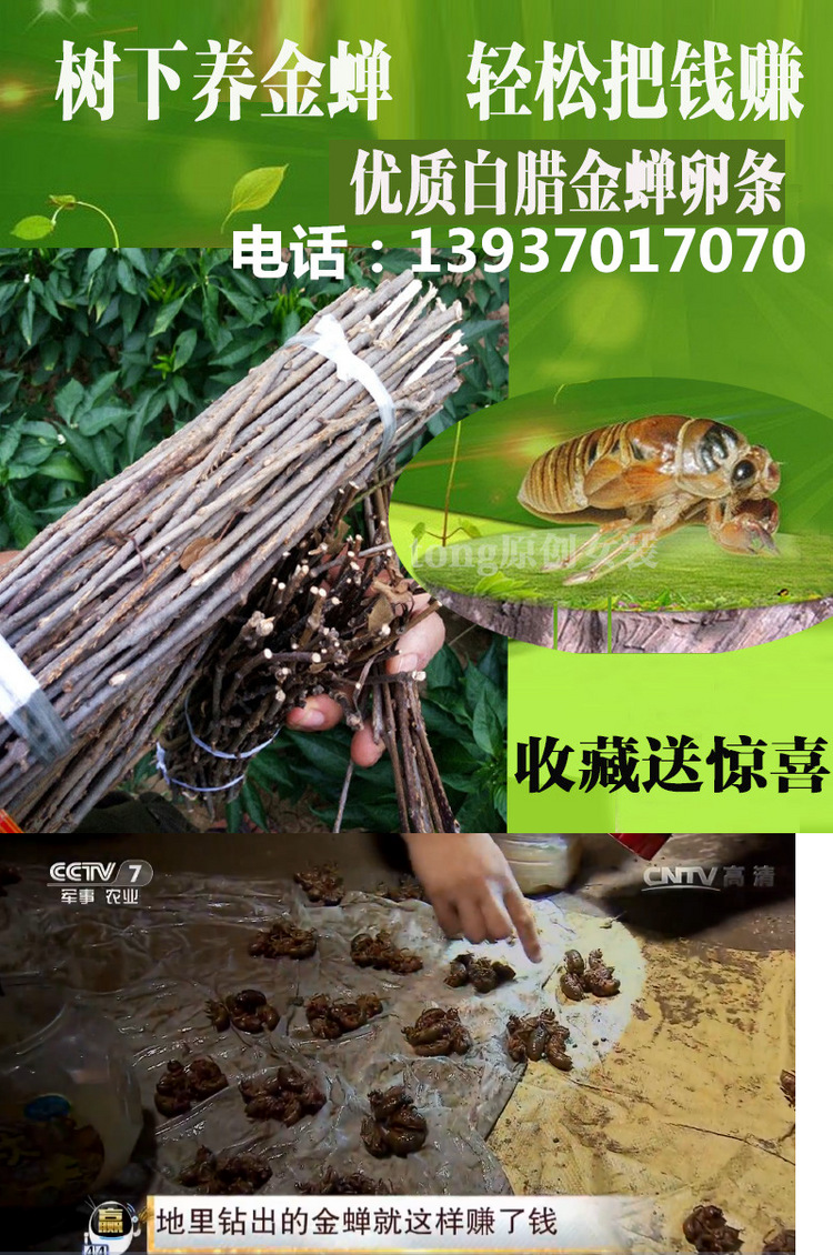 生态种植技术实践，育苗袋培育金蝉指南