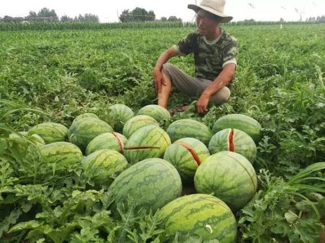 育苗成功的关键，求购优质西瓜育苗营养袋