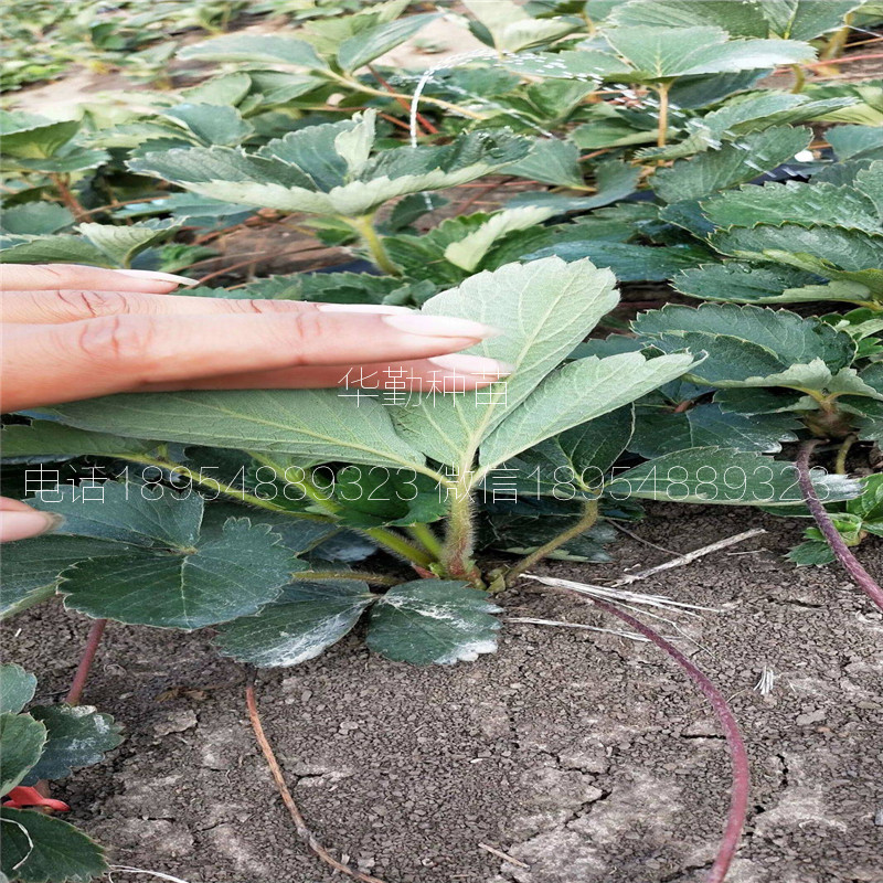 草莓苗育苗袋种植技术与管理策略指南