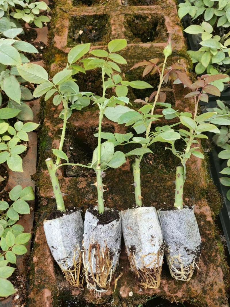 月季花育苗袋，培育美丽月季的新方法