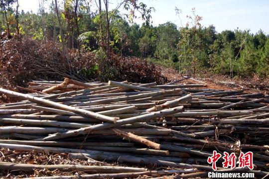 基质桉树育苗袋直径的重要性及实际应用解析