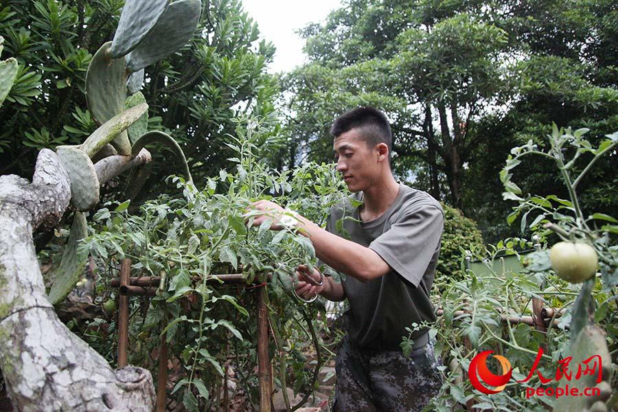 育苗袋中的土壤，生命的起点与幼苗的滋养地