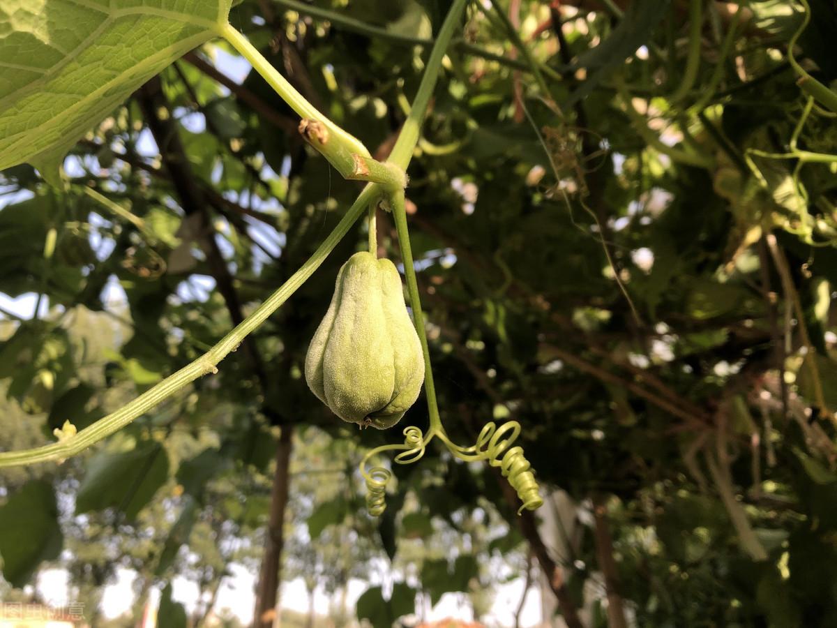 福建育苗塑料袋，农业种植领域的得力伙伴