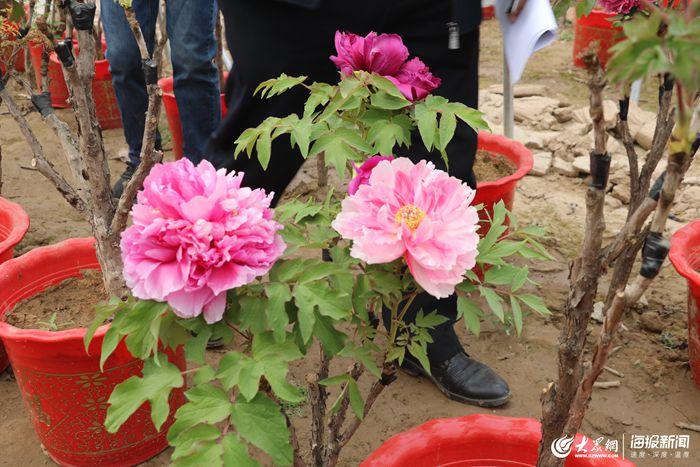 无纺布基质袋育苗技术原理及应用