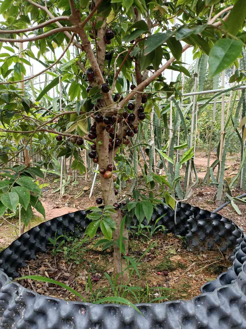 澳洲夏威夷果树育苗袋，引领果树种植新时代的育苗革命