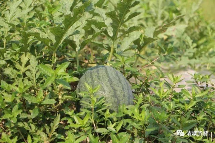 格桑花育苗袋，培育生态使者的秘密武器