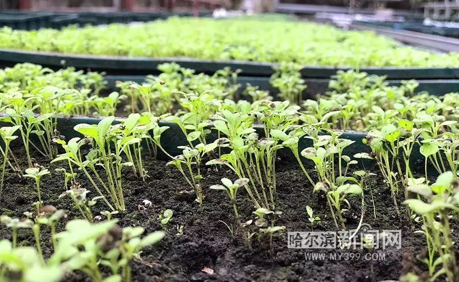 花卉高品质育苗袋，花卉培育的新选择