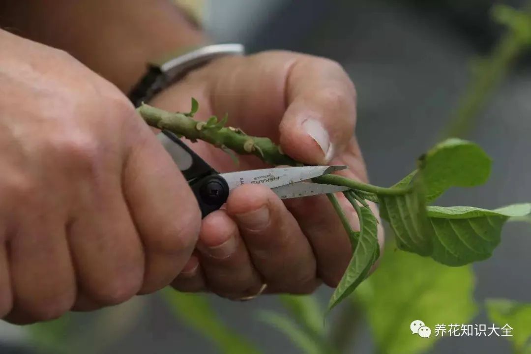 育苗袋培育小金蝉，创新种植技术的实践探索