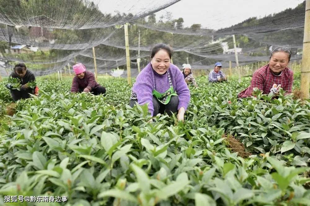 桉树育苗袋移栽中的撕袋环节，必要性及其影响解析