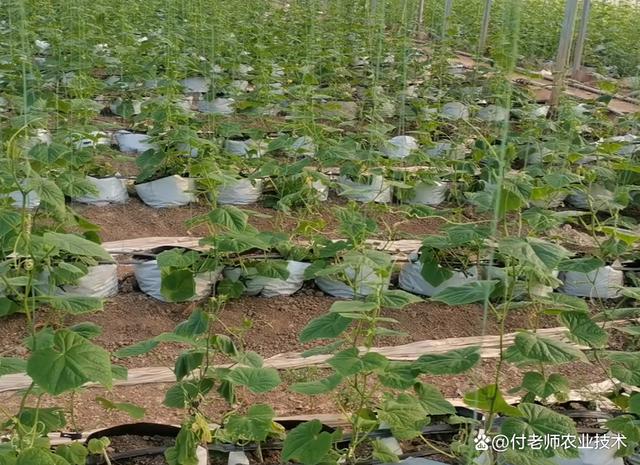 育苗袋种植香瓜技术详解