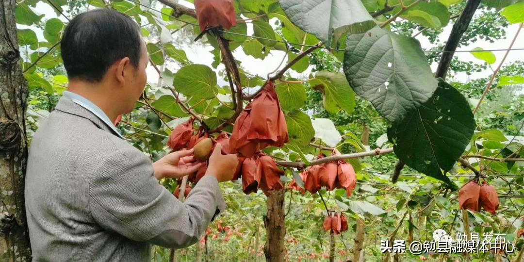 育苗套袋的重要性与优势探究，为何育苗需要套袋？