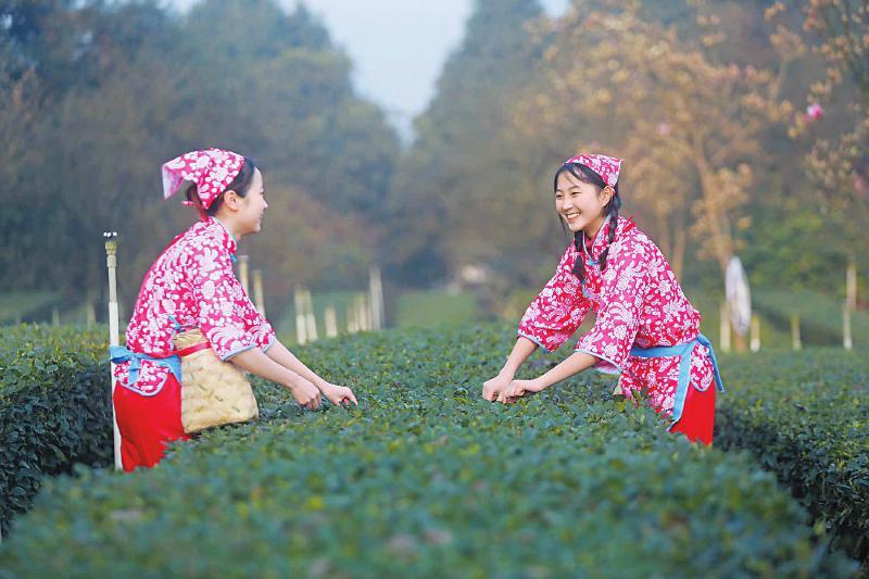 全面解析，梨树育苗袋的最佳时间——季节性因素与技术细节探讨