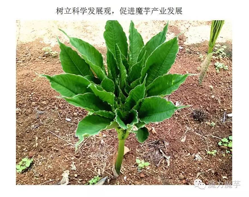 育苗袋魔芋种植技术探索与观赏价值图片大全