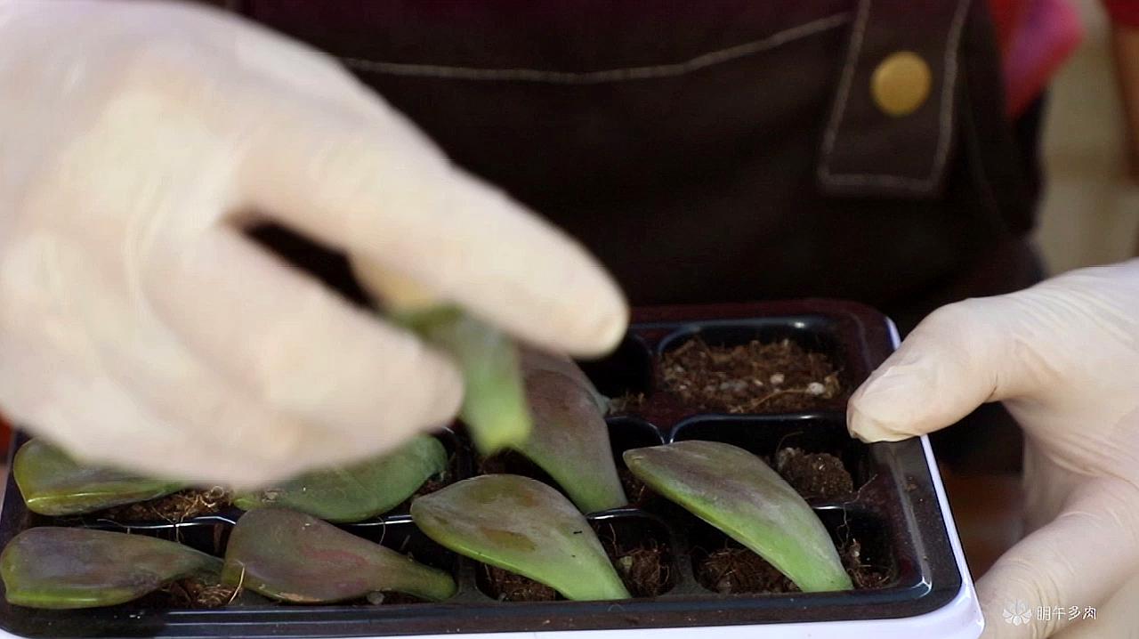 多肉植物育苗袋种植与养护手册