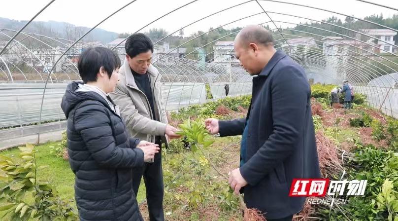 柑橘苗种植技术，育苗袋大小的选择与运用攻略