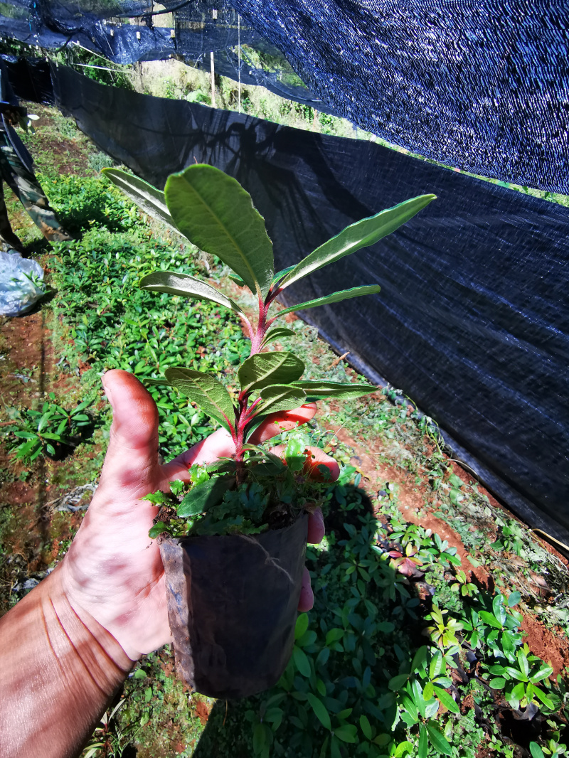 马缨花育苗袋使用详解