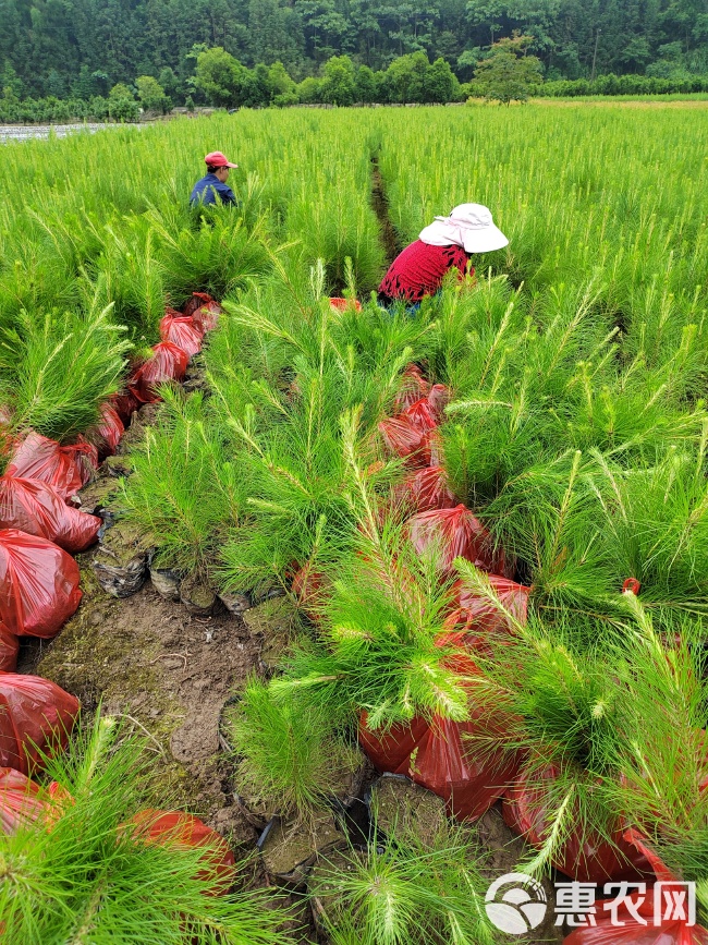 湿地松营养袋育苗技术探讨与实践