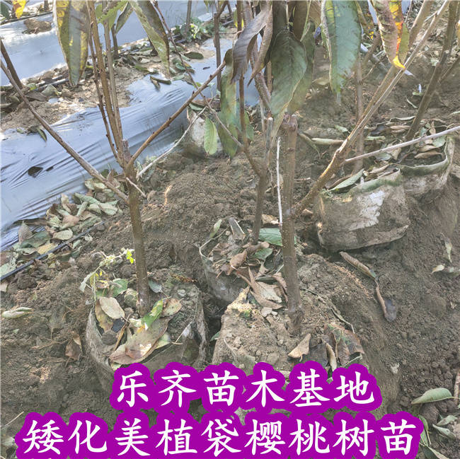 樱桃美植袋育苗技术图解