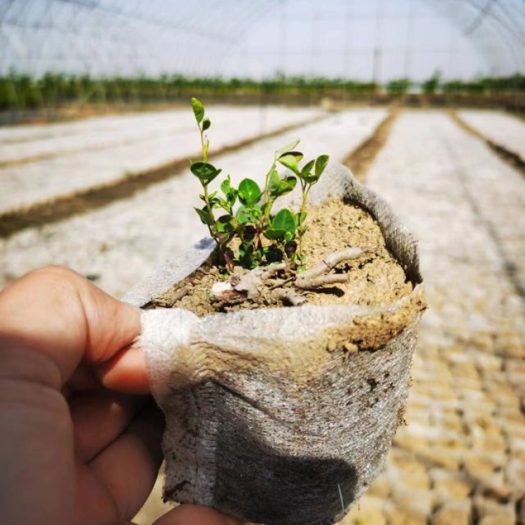 育苗营养袋在种花栽培技术的应用探讨