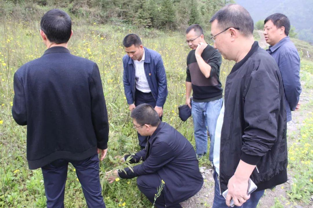 育苗袋魔芋种植技术图解与详解