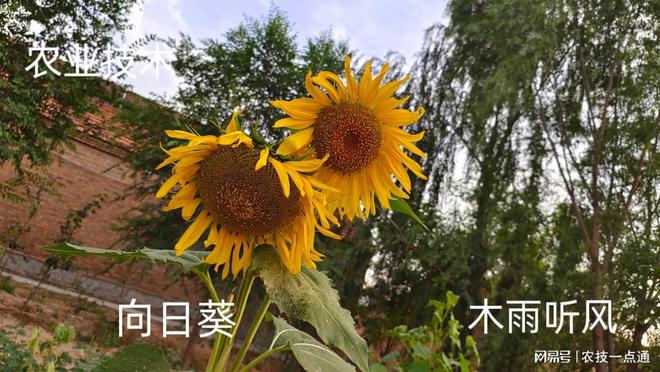 太阳花育苗袋种植详解