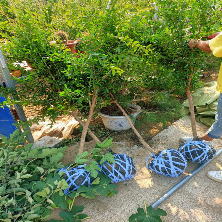 石榴育苗袋种植技术，从入门到精通的全方位指南视频合集