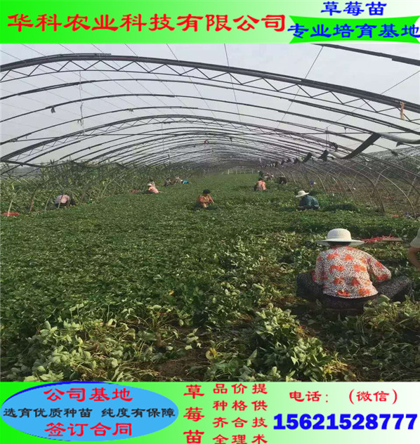 营养袋假植育苗技术详解与应用探讨视频解析