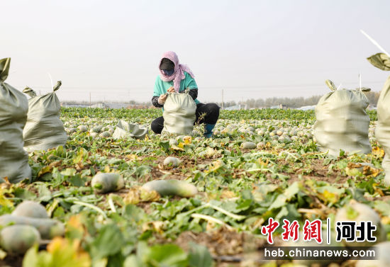 育苗袋中种植萝卜的可行性研究