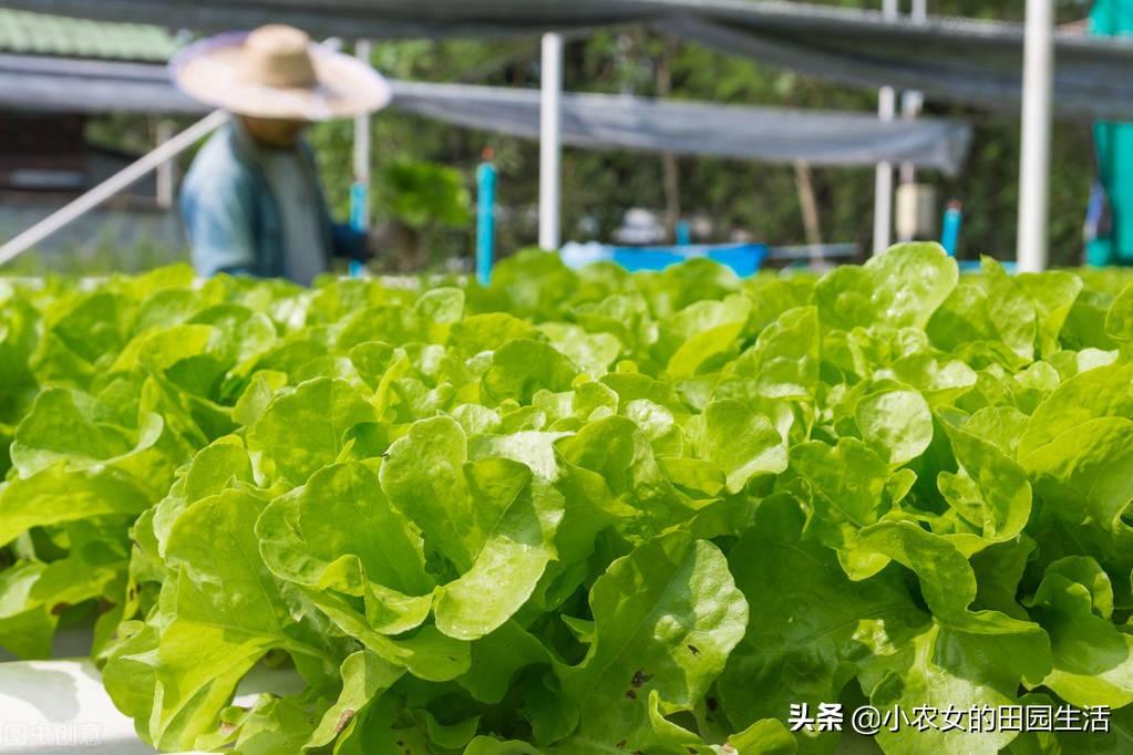 育苗袋种植生菜，探索适宜大小的种植策略