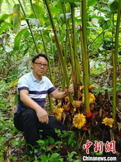 大叶种茶育苗袋，现代茶产业育苗新技术