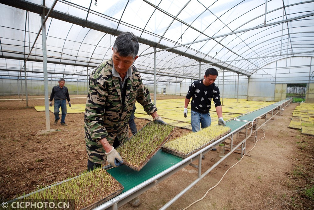 浙江育苗袋购买指南，高质量育苗袋的寻找之道