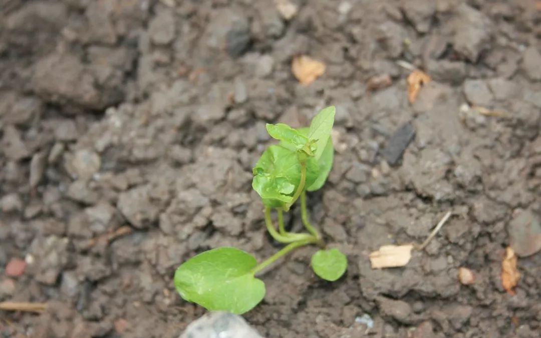 田瓜花盘套袋育苗技术，创新农业种植法探索