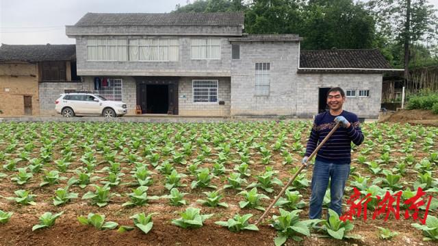 烟叶营养袋育苗详解，视频教程分享助你轻松掌握育苗技巧