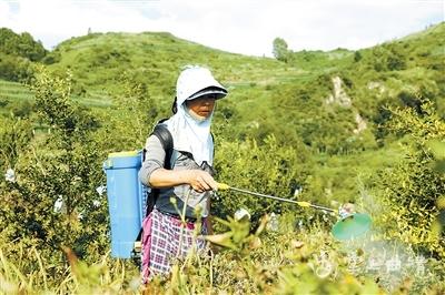 石榴树育苗袋种植