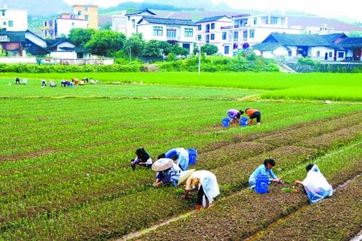 脐橙育苗袋技术解析与高清图片展示