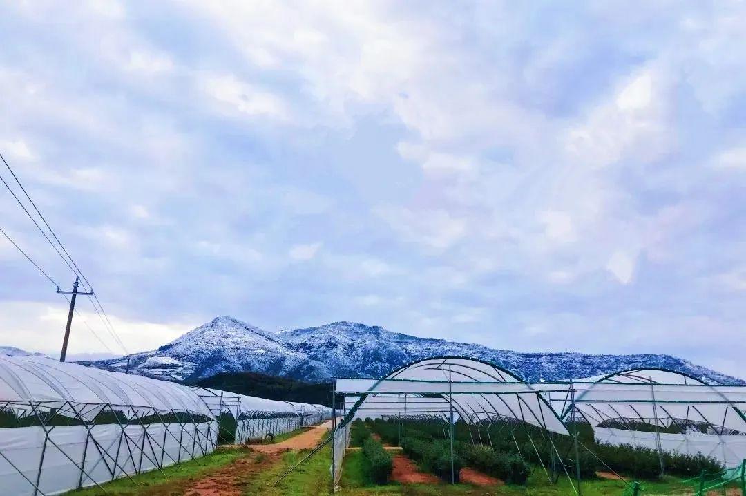 塑料育苗袋种植蓝莓的优劣势分析