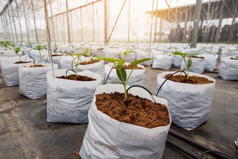 新时代农业种植技术革新，无需脱袋育苗块技术