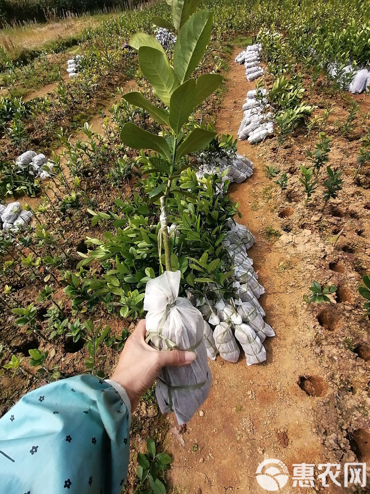 香水柠育苗袋的选择与应用，尺寸决定成败