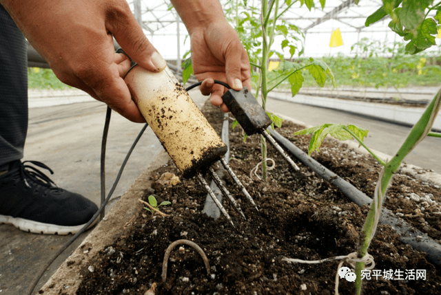 育苗袋移除后植物的生存能力与恢复研究