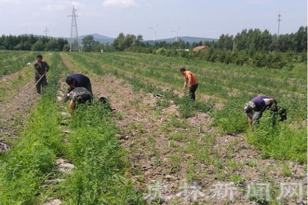 绿色生态种植技术探索，无纺布育苗袋与树苗选择之道