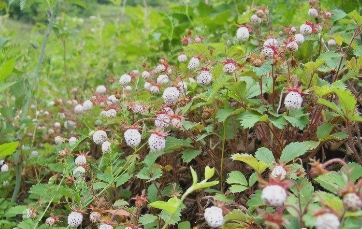 草莓苗育苗袋尺寸选择，科学培育草莓苗的重要一环