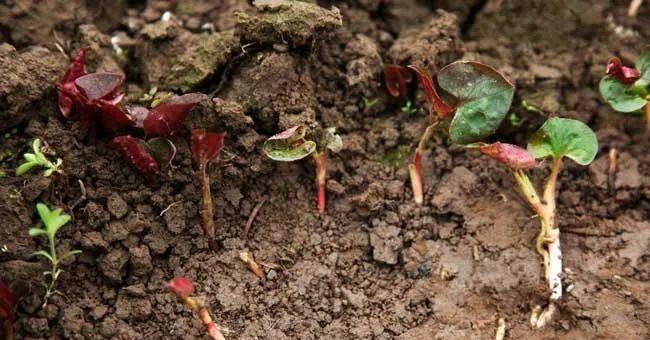 育苗袋种植鱼腥草技术探究与实践