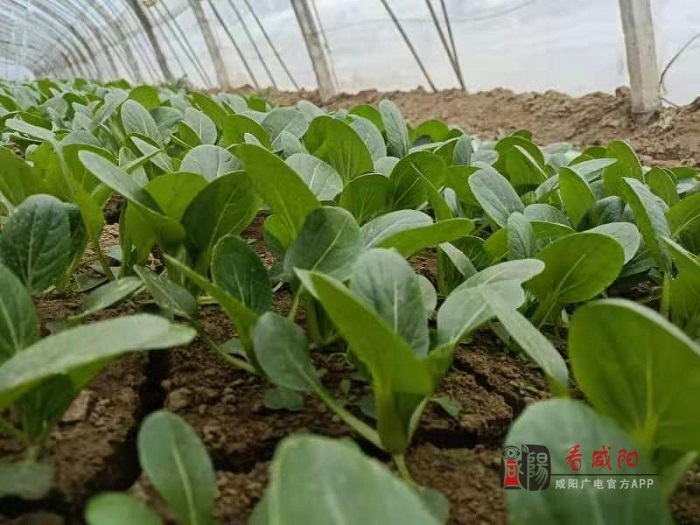 育苗袋种植蔬菜技术详解