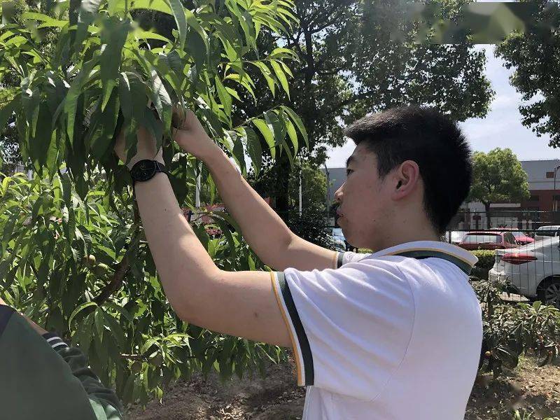 果树种植中育苗袋的应用及其探讨