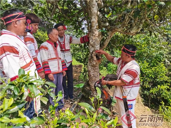 槟榔营养袋育苗全过程视频讲解，从基础到实践指南