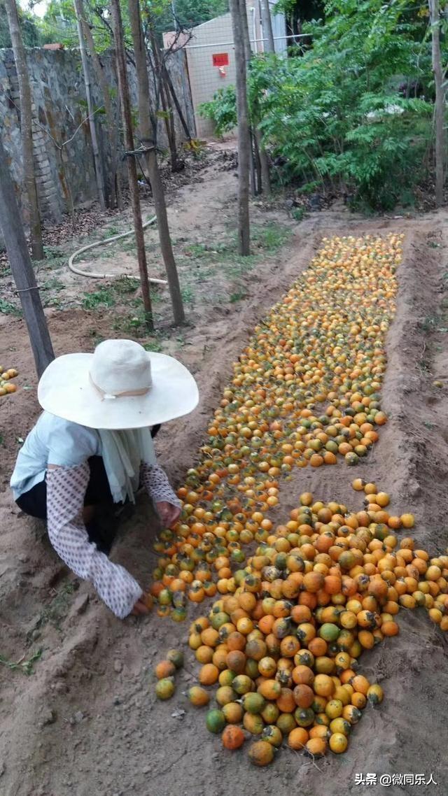 槟榔育苗袋的选择与适用，如何确定合适大小的育苗袋进行槟榔种植？